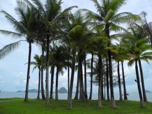 044 Palms looking toward Phuket