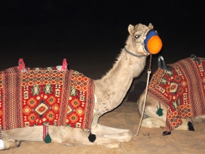 Dubai 2013_101
