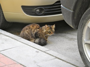 Poor mangy cat
