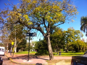 Buenos Aires is absolutely lovely, and so green!